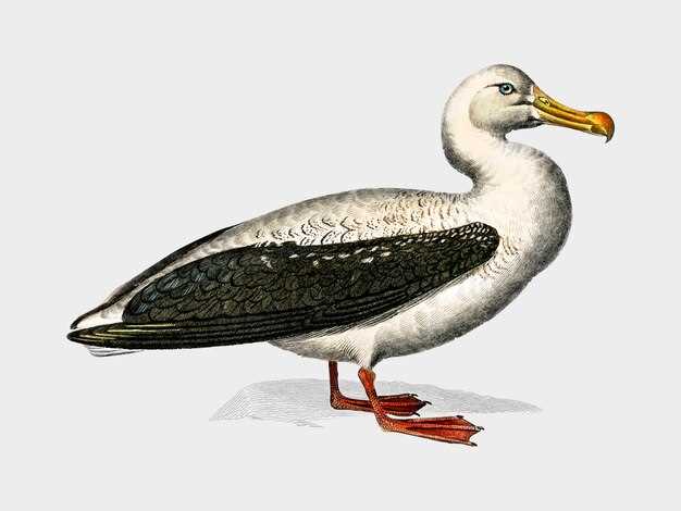 Duloxetine cochrane