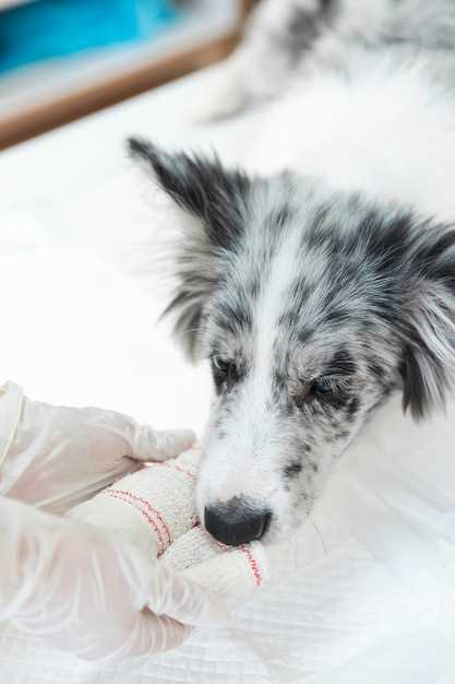 Duloxetine toxicity in dogs